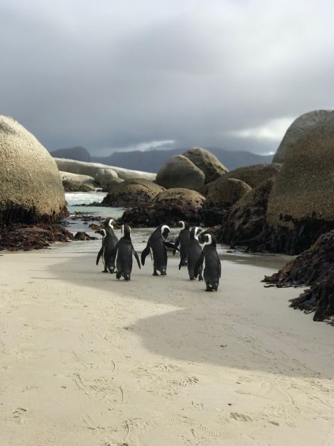 Cape Town: Half-Day Boulders Beach & Penguin Encounter Tour - The Itinerary in Detail
