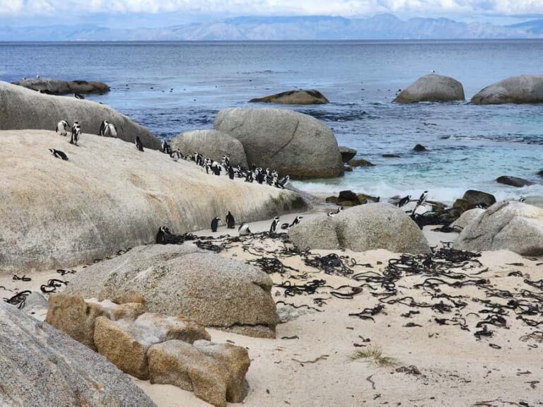 Cape Town: Half-Day Cape Peninsula Tour with Penguin private - An In-Depth Look at the Cape Peninsula Half-Day Tour