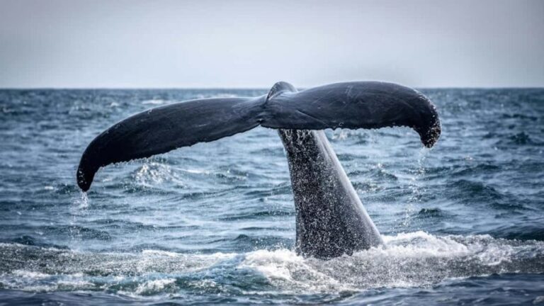Cape Town: Hermanus Whale Watching Tour - Transportation and Group Size