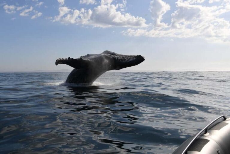 Cape Town: Humpback Whale Watching Boat Based Expedition - Food and Refreshments