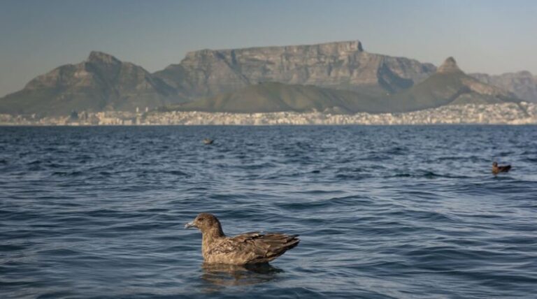 Cape Town: Marine Wildlife Tour from the V&A Waterfront - What to Expect During the Tour