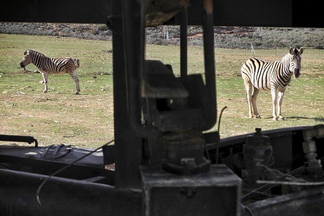 Cape Town Morning or Afternoon Safari Pick up Drop off Included - Who Will Love This Tour?