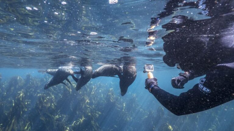 Cape Town: Ocean Safari in Hout Bay - Analyzing the Value