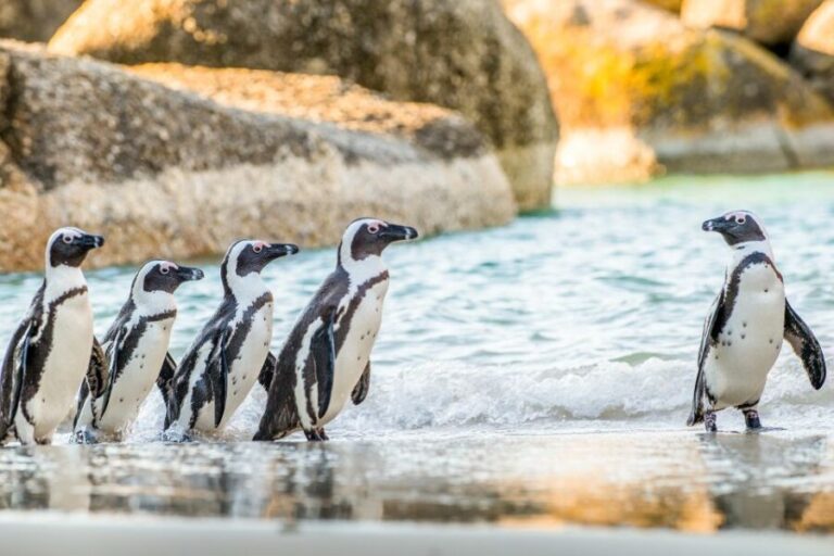 Cape Town: Penguin Watching at Boulders Beach Half Day Tour - The Value of This Tour