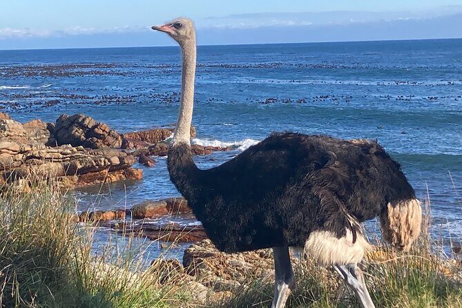 Cape Town: Peninsula, Cape of Good Hope and Penguins Tour - Summarizing the Experience