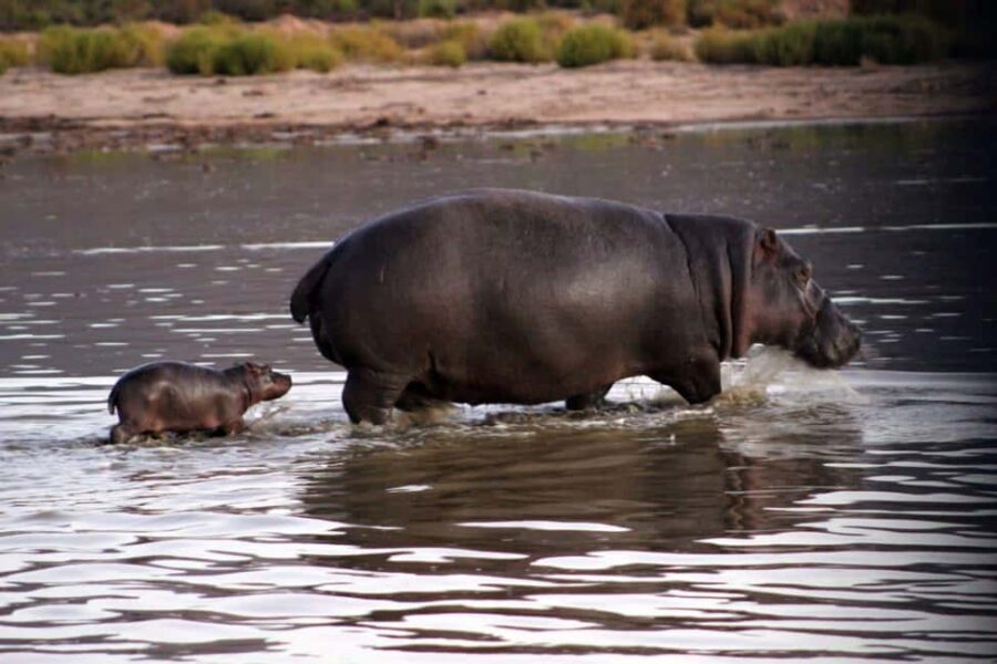 Cape Town: Private Aquila Reserve Safari with Winery Lunch - Practical Details and Tips