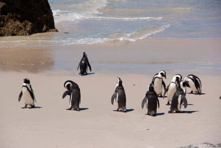 Cape Town: Private Cape Peninsula Full-Day Tour with Local - Hout Bay Charm