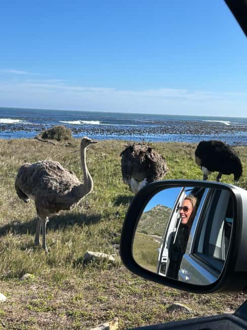 Cape Town: Private Cape Peninsula Tour with Picnic Lunch - Analyzing the Value