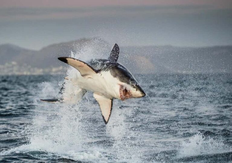 Cape Town: Private Great White Shark Diving Experience - An Authentic Look at the Great White Shark Cage Diving Experience