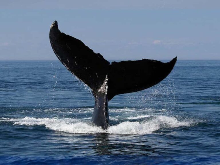 Cape Town: PRIVATE Whale Route Tour - A Detailed Look at the Whale Route Experience