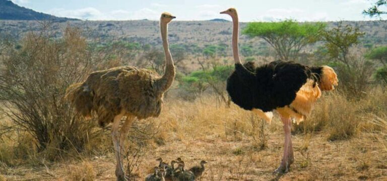Cape Town: Quad Biking and Ostrich Farm Full-Day Tour - Deep Dive: Value and Practical Details