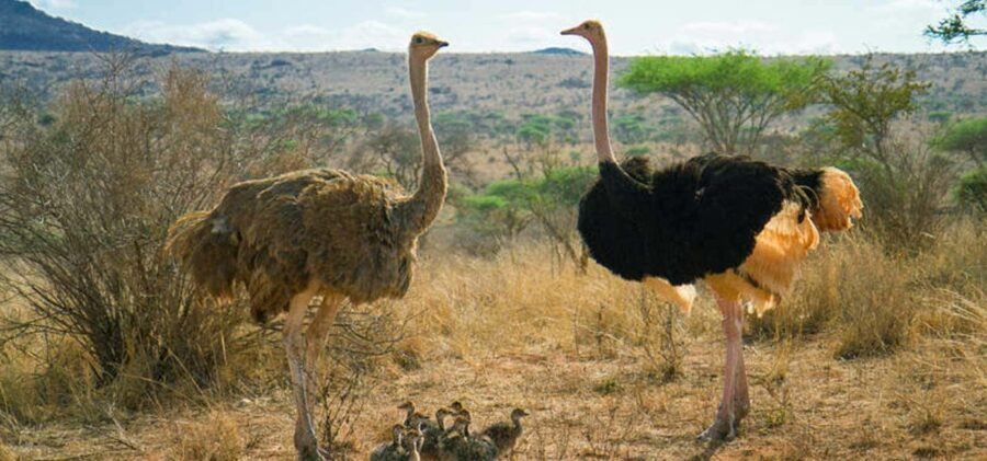 Cape Town: Quad Biking and Ostrich Farm Full-Day Tour - Deep Dive: Value and Practical Details