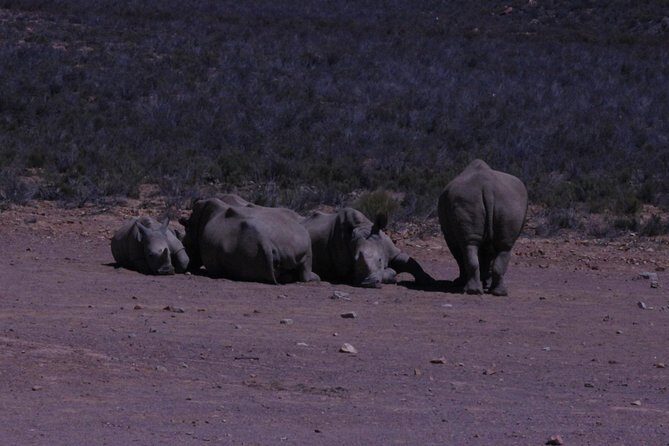 Cape Town Safari Big 5 experience all inclusive - The Itinerary in Detail