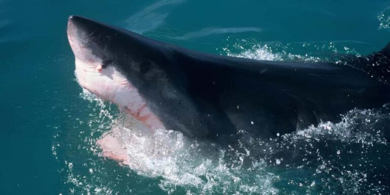 Cape Town: Shark Cage Diving Tour (with Breakfast & Lunch) - Who Will Appreciate This Tour?