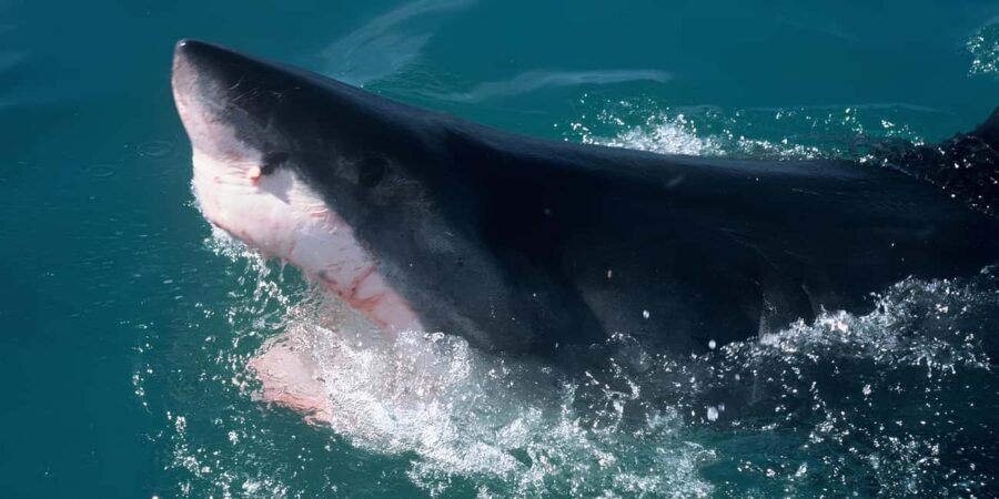 Cape Town: Shark Cage Diving Tour (with Breakfast & Lunch) - Who Will Appreciate This Tour?