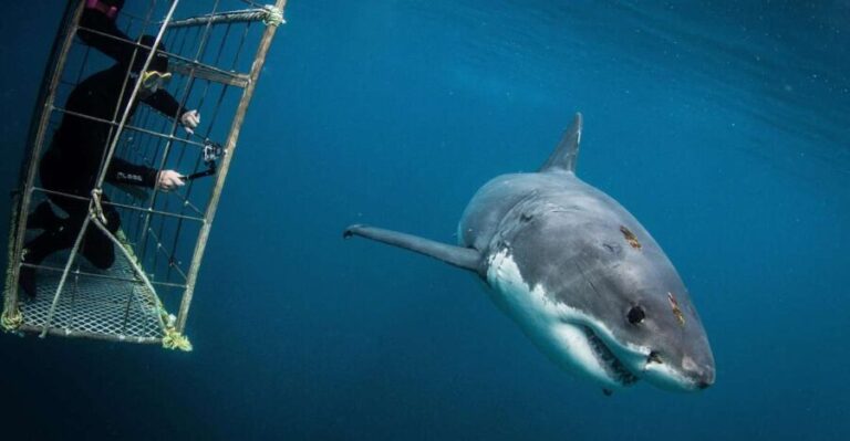 Cape Town: Shark Cage Diving with Snacks and Soft Drinks - The Value of This Experience