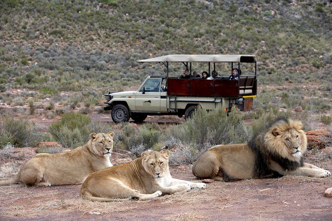 Cape Town Shore Excursion: Big Five Game Reserve from Cape Town - Final Thoughts