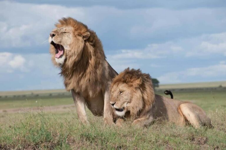 Cape Town: Sunset Safari at Aquila Game Reserve w/Transfer - The Mixed Bag: What to Expect from Reviews