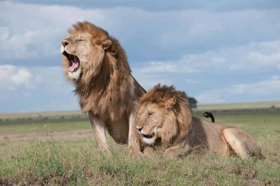 Cape Town: Sunset Safari at Aquila Game Reserve w/Transfer - The Mixed Bag: What to Expect from Reviews