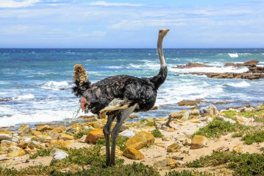 Cape Town: Table Mountain, Penguins & Cape Point Shared Tour - The Value and Practicalities