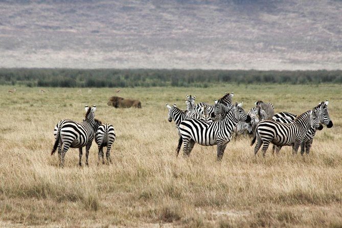 Cape Town - The Best of Aquila Safari Tour - Authentic Traveler Insights