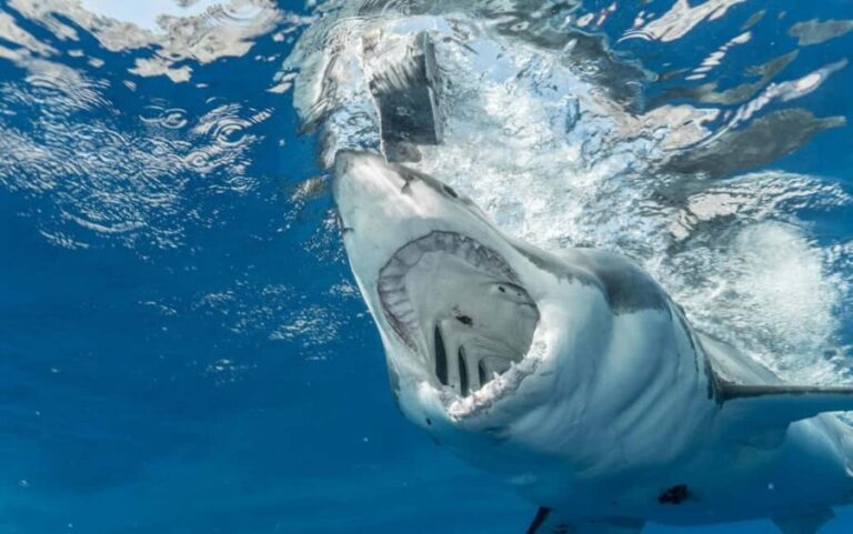 Cape Town to Gaansbaai - Shark Cage Diving - Is It Worth the Price?