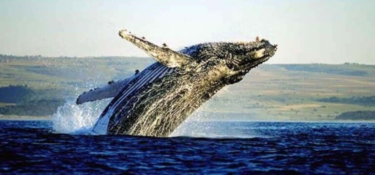 Cape Town: Whale Watching, Wine Tasting, and Penguin Tour - Who Will Love This Tour?
