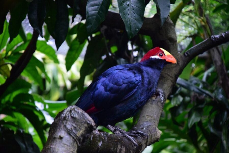 Cape Town: World of Birds & Animal Sanctuary - What to Expect at the World of Birds & Animal Sanctuary