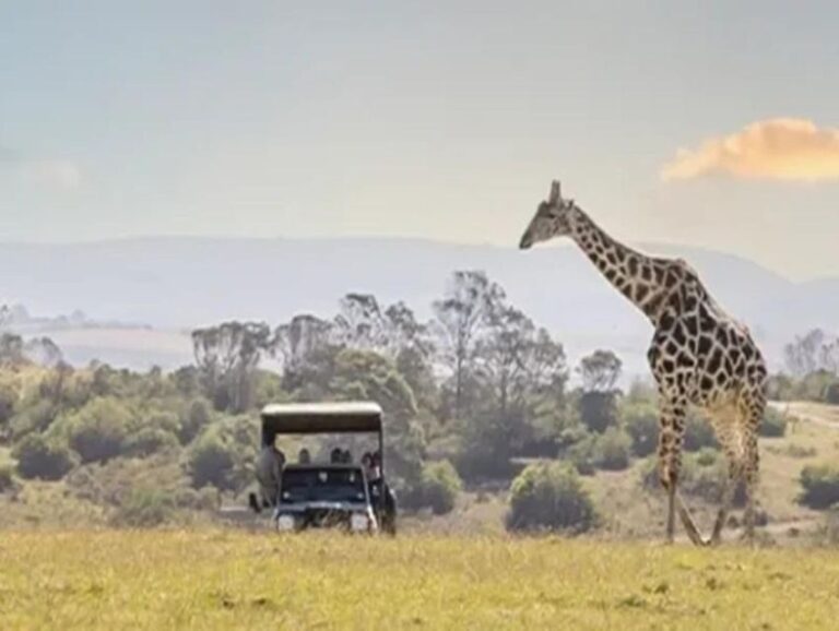 CAPE TOWN:PRIVATE SAFARI DRIVE AT AQUILA GAME RESERVE - An In-Depth Look at the Safari Experience