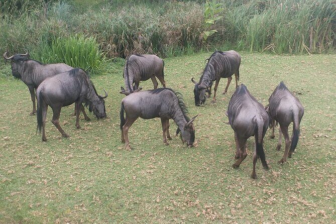 Captivating Safari Lion Park Experience (Half Day Guided Tour) - Review Insights: What Travelers Say