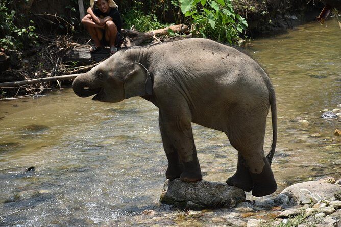 Care Pride Elephants: Full-Day Tour Experience - Price and Value: Is It Worth It?