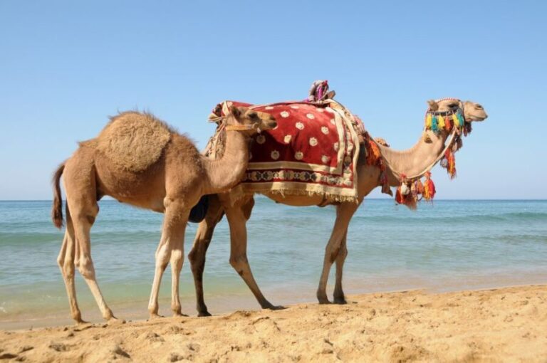Casablanca to Tangier Guided Day Trip By High-Speed Train - What to Expect from the Day Trip