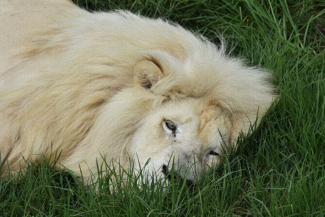 Cats in Conservation - Who Should Consider This Tour?