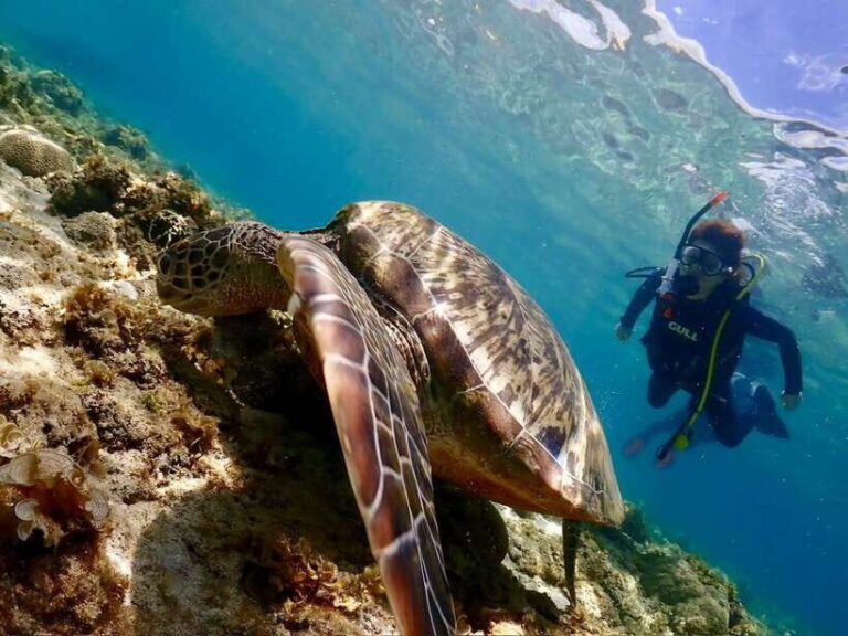 Cebu: Beach Scuba Diving Experience - What to Expect from Your Cebu Scuba Tour
