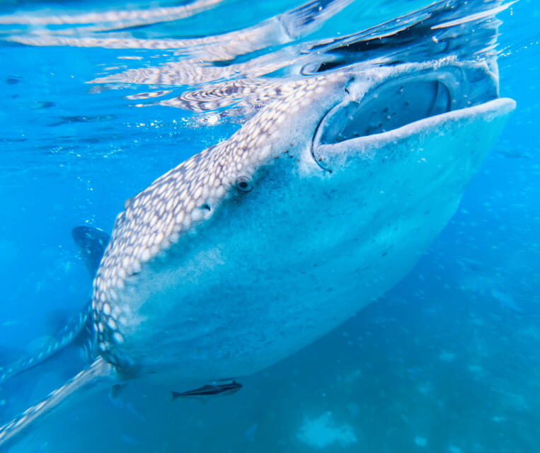Cebu BEST: Sumilon, Whaleshark and Turtle Snorkeling Tour - Why This Tour Offers Great Value