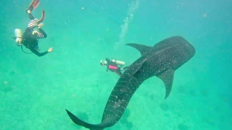 Cebu Group Tour: Whaleshark Watching & Kawasan Canyoneering - The Practicalities: What You Need to Know
