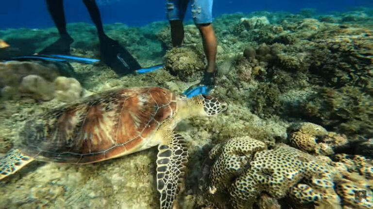 Cebu: Island Hopping Pescador,Sardine Run andTurtle Paradise - Who Should Consider This Tour?