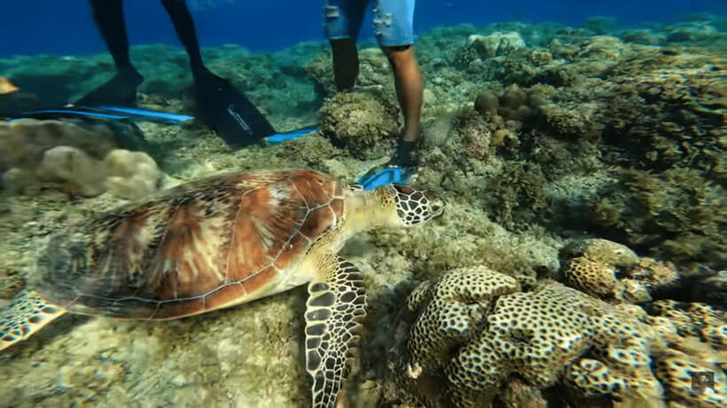 Cebu: Island Hopping Pescador,Sardine Run andTurtle Paradise - Who Should Consider This Tour?