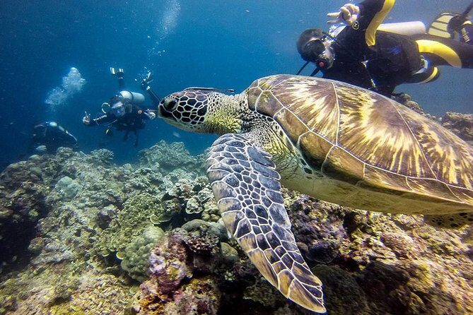 Cebu Moalboal Beach, Sardine Run, Sea Turtle Viewing + Canyoneering Tour - Additional Stops and Optional Activities