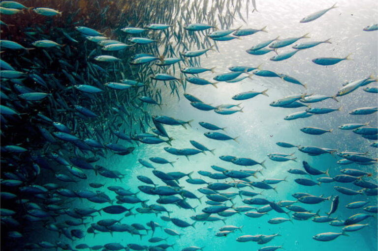 Cebu: Moalboal Sardine Run, Turtles & Oslob Whale Shark Tour - How is the Value?