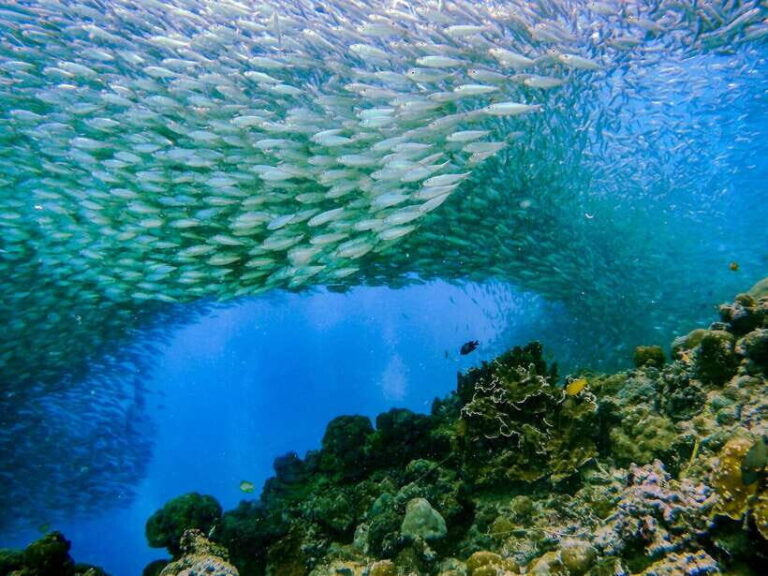 Cebu: Moalboal Sardines and Turtles Snorkeling Tour - What Sets This Tour Apart?