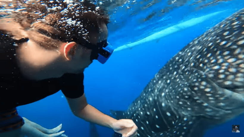 Cebu: Oslob Whale Shark and Moalboal Snorkeling Adventure - Final Thoughts