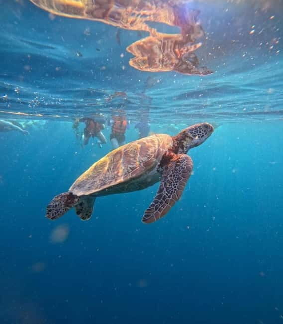 Cebu: Oslob Whale Sharks, Moalboal Sardine Run & Turtles - What to Expect on the Day
