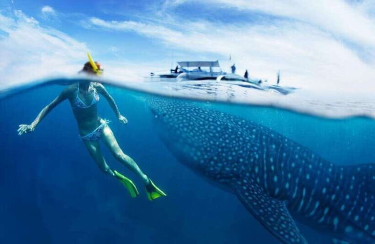 Cebu: Oslob Whale Sharks, Tumalog Falls & Sardine Snorkeling - Who Is This Tour Best For?