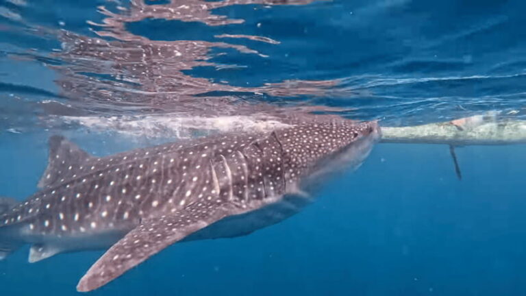Cebu: Oslob Whaleshark & Canyoneering Group Tour with Lunch - Why This Tour Works for You