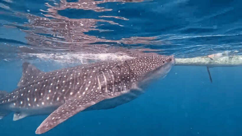 Cebu: Oslob Whaleshark & Canyoneering Group Tour with Lunch - Why This Tour Works for You