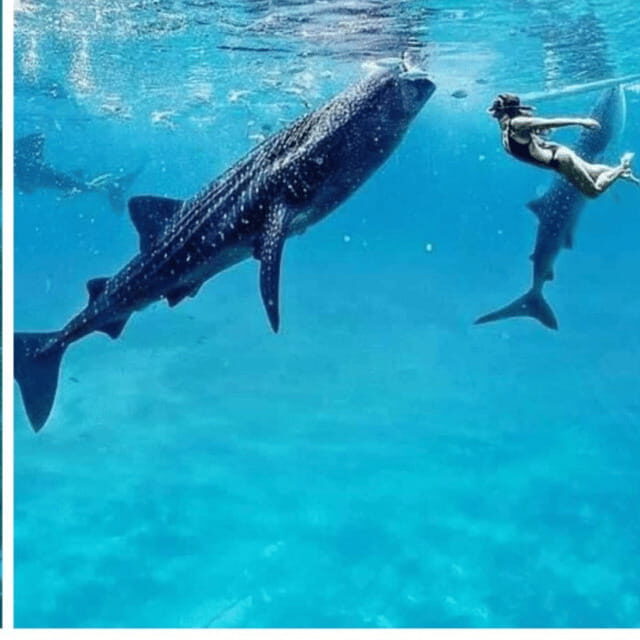 Cebu: Oslob Whaleshark Experience Shared Tour - An Honest Look at the Oslob Whaleshark Experience