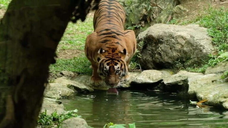 Cebu Safari & Adventure Park: Wildlife Tour with Transfers - Practical Details: What to Know Before You Go