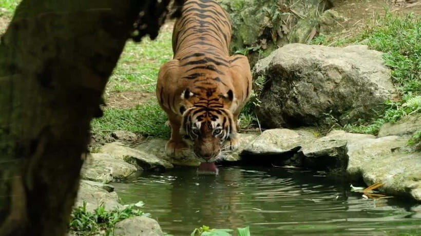 Cebu Safari & Adventure Park: Wildlife Tour with Transfers - Practical Details: What to Know Before You Go