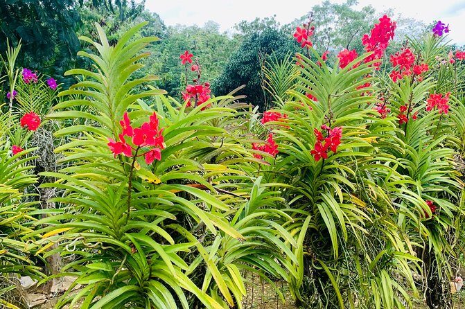 Cebu Safari Journeys - What’s Not Included and Budgeting Tips